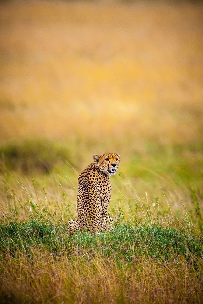 A male cheetah looks back art print by Larry Richardson for $57.95 CAD